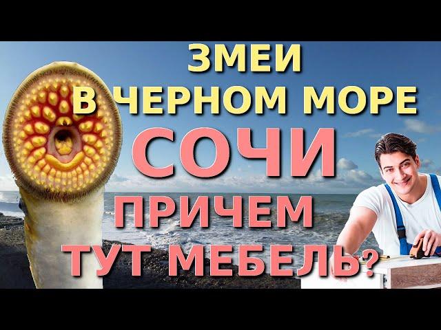 Лазаревское обзор, змеи в море, Лазаревское сегодня, Мебель в Сочи, змеи в Сочи, Змеи в Черном море