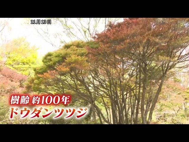 樹齢約100年「ドウダンツツジ」も色づく　六甲高山植物園で紅葉が見頃