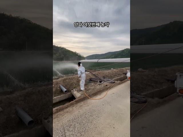 양파에 여섯번째 농약 영양제를 뿌려줍니다. #양파 #농약 #영양제 #분무기 #asaba #노즐 #청년농부 #구독과좋아요 #고령군