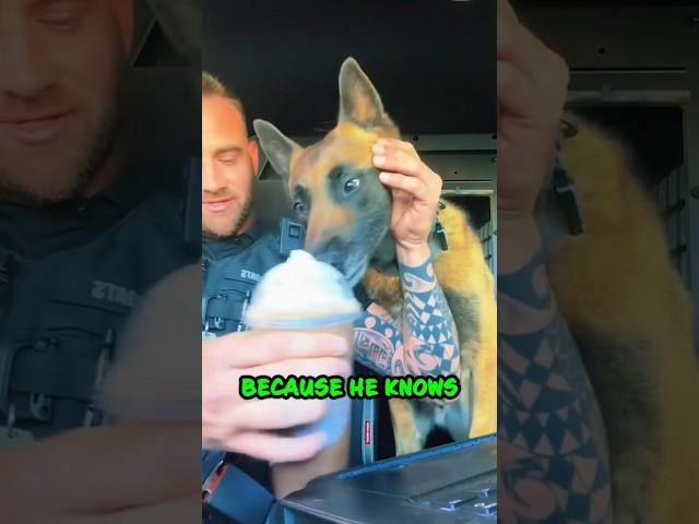 Dog's Epic Reaction to Pup Cup  #shorts