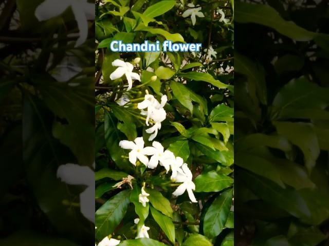 Chandni flower 🪴#amritamandavi #garden #gardening #flowers #ytshorts #plants #love #nature #trending