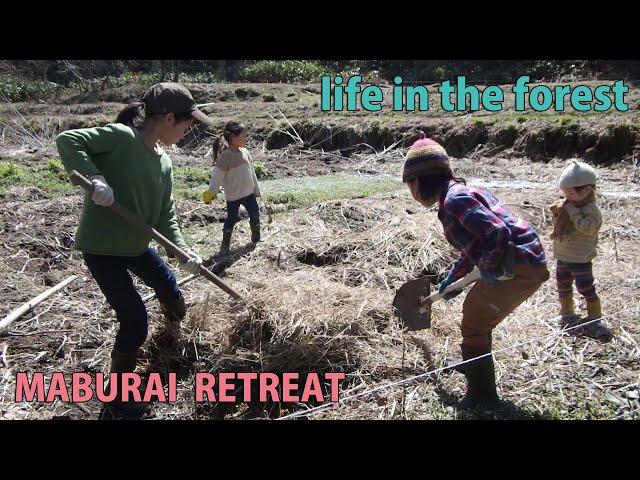 Self-Sufficiency, Forest Life, Rural Japan, Spring in full bloom, Drainage situation at my house