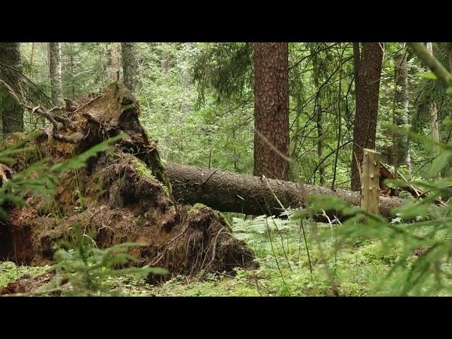 Rītdiena sākas šodien:  Kāds būs Latvijas nākotnes mežs