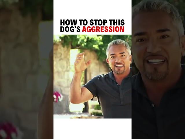 How to stop this dog’s aggression! #dog #dogtraining