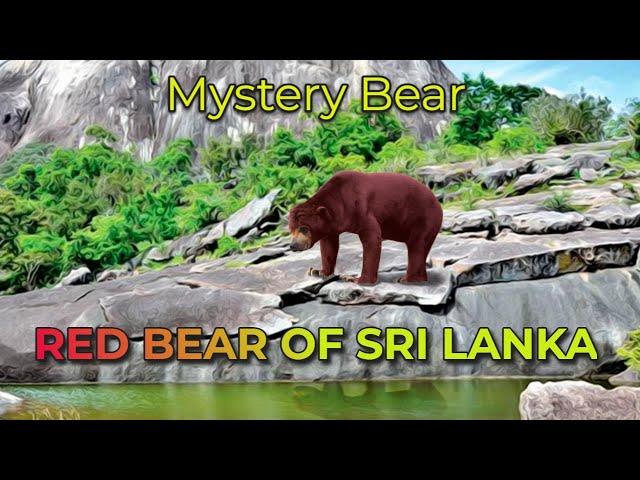 Red Bear of Sri Lanka | Mystery Bear?