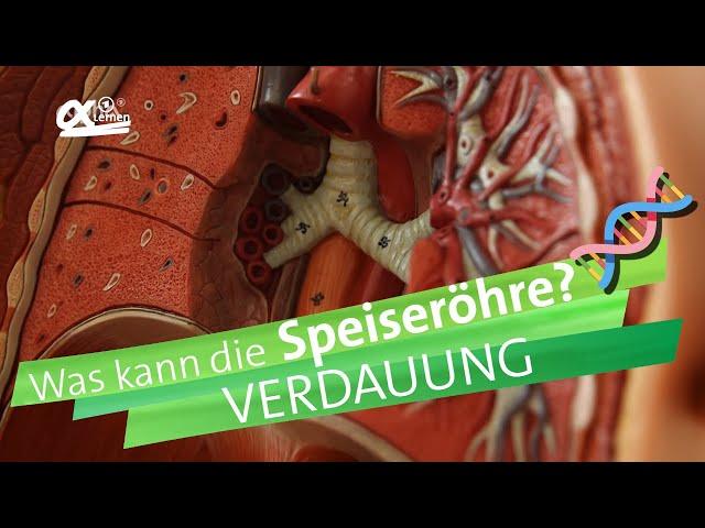 Speiseröhre - Verdauung | alpha Lernen erklärt Biologie