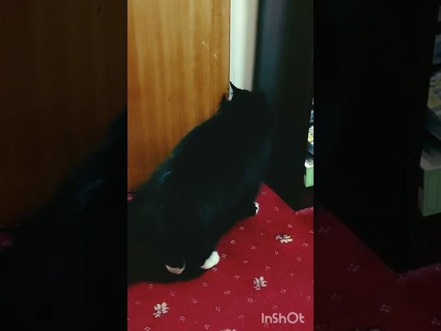 Cat finally learns how to open the door