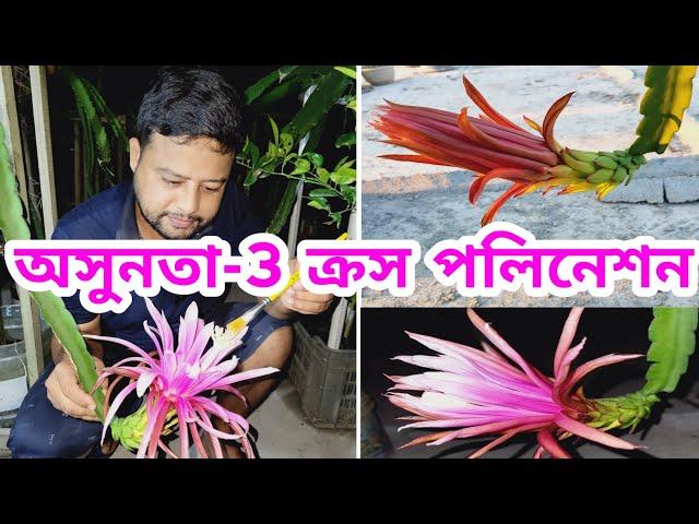 অসুনতা-3 ড্রাগন ফুলের ক্রস পলিনেশন । Asunta 3 Cross Polination । Rare Verity Dragon #dragon