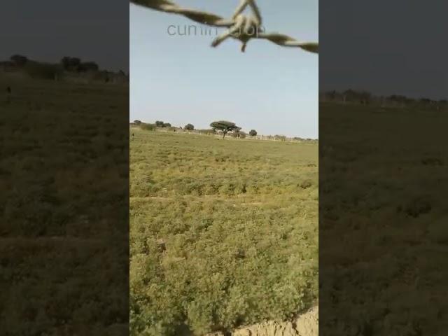 Dear kisan lover️