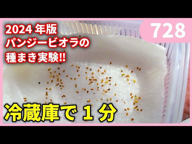 家庭で１分でできるパンジービオラの種まきの実験①　ｂｙ園芸チャンネル　　　728　園芸 ガーデニング 初心者