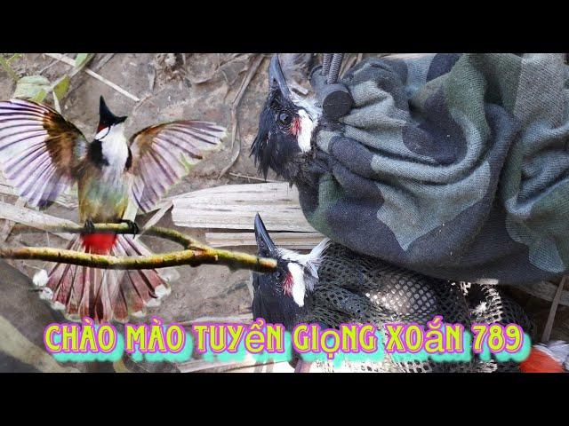 Chào Mào Campuchia, Gia Lai Giọng Xoắn Chuông 789 Gi..á R..ẻ 29-9-2024