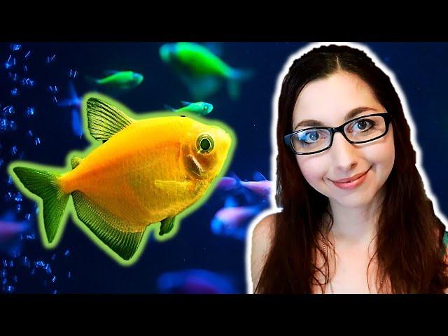 GloFish Tetra Care Guide | GloFish Care Guide Series Ep. 2 | Black Skirt Tetras