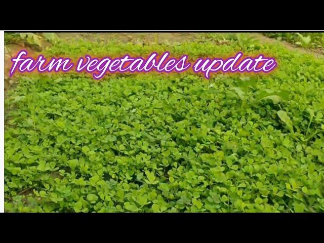 Farm update || vegetables & plants