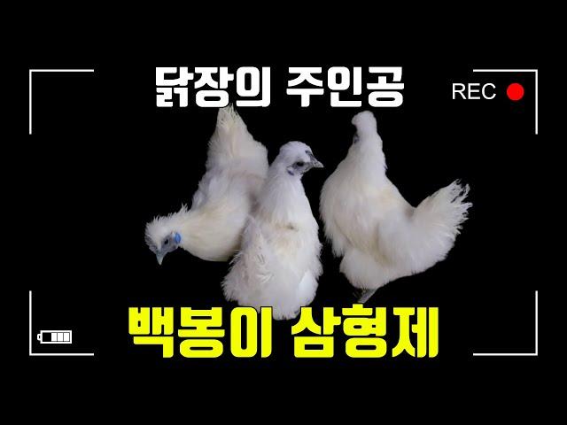 백봉오골계 닭 키우기(Chicken raising)