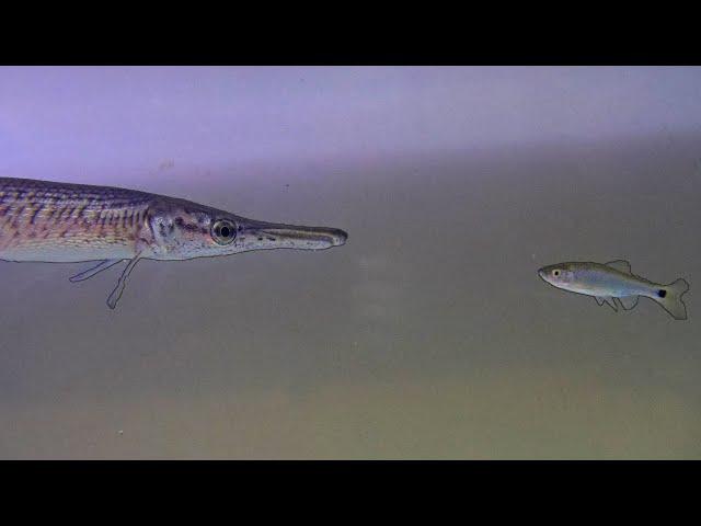 Pet Alligator Gar Vs. Shiner