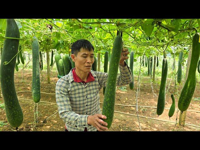 Harvesting Giant Squash Goes To Market sell - Pet Care | Solo Survival