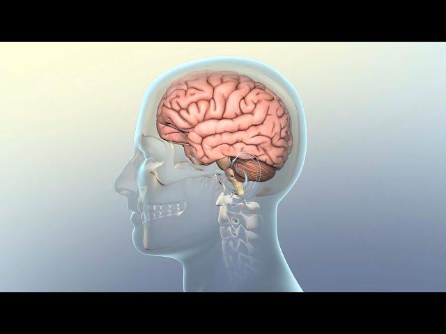 How Concussion Affects the Brain