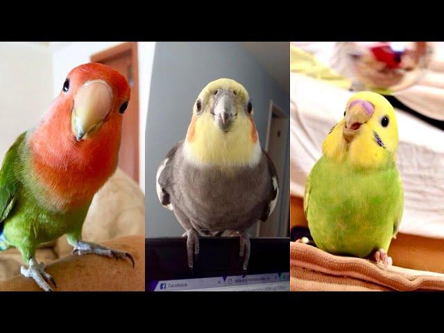 FUNNY AND CUTE PARROTS - TRY NOT TO LAUGH!! ️