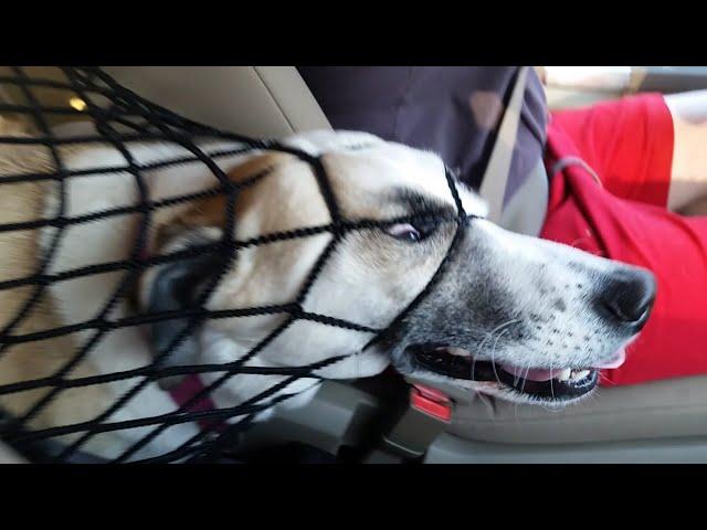 NOT THE SMARTEST DOGS - Derpy Dogs - LAUGH Compilation