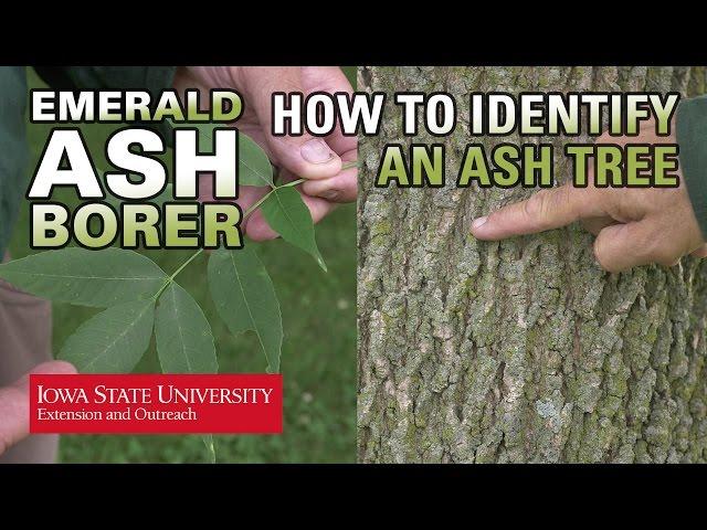 How to Identify an Ash Tree