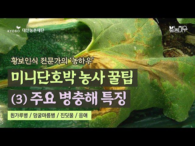 [황보인식 농하우] #미니단호박 농사 꿀팁 (3) 주요 병충해 특징  흰가루병 + 덩굴마름병 + 진딧물 + 응애 | 2023 농하우 ep.1-3 