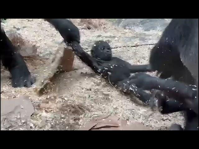 Western Lowland Gorillas Wrestling