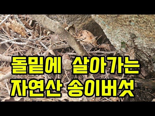 돌 밑에서 살아가는 송이버섯