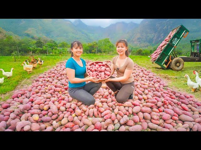 Red Potato Harvesting and Market Selling with Phương Free Bushcraft | Phương New Life