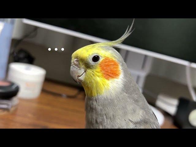 ( ＾ω＾ 三 ＾ω＾ ) 【オカメインコ】