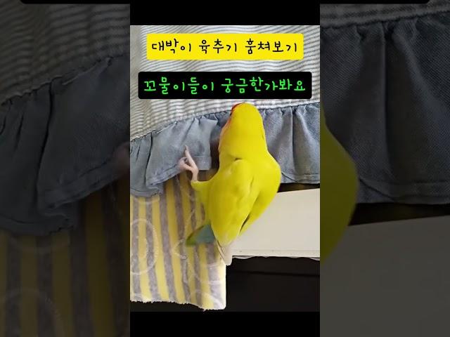 모란앵무 꼬물이 훔쳐보는 대박이     #모란앵무 #parrot #앵무새 #cute #lovebirds #귀여움