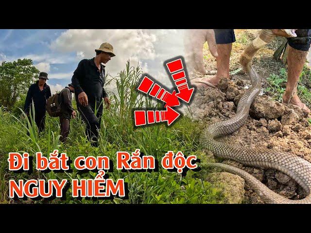 Rắn Độc Nguy Hiểm | Chuyên gia chia sẻ những kỹ năng SĂN BẮT hàng đầu | TGSB #985