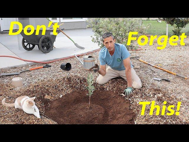 This ONE Thing Will KILL Your New Fruit Tree! How to Stop it