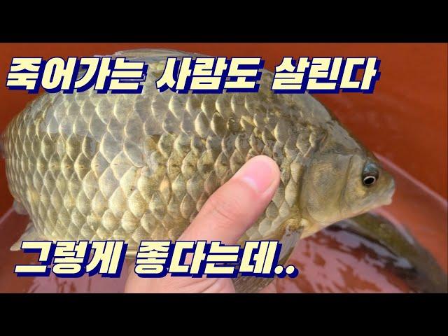 요리영상/ 비린내 없는 붕어 곰탕 끓이는 방법/ 건강에 좋은 음식/ 보양식