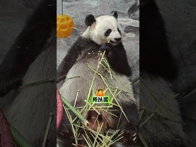 大熊猫的食量惊人，一天能吃掉几十公斤竹子！这些萌萌的家伙简直是吃货界的扛把子！#大熊猫二喜和娅双 #吃货日常 #科普一下