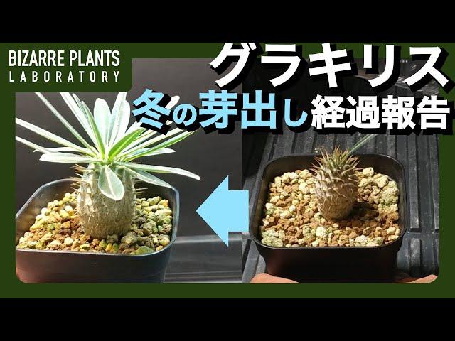 【パキポディウム・グラキリス】真冬に芽だし・根だし実験した経過報告！！育成ライトとヒーターを使って冬にも成長させた結果の動画
