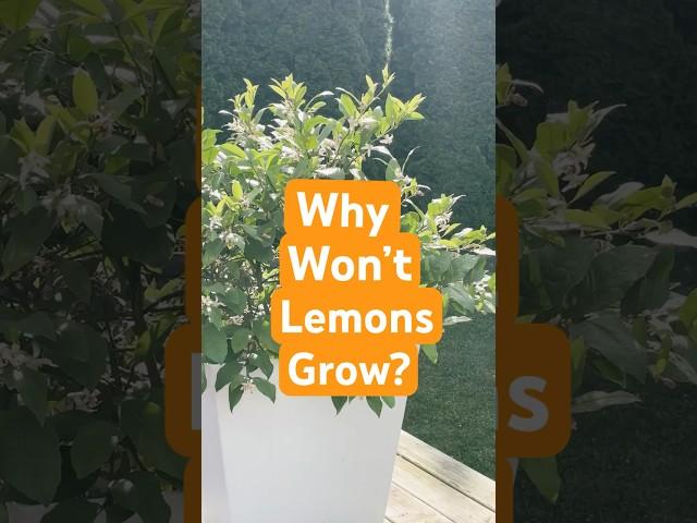 Why Won’t Lemons Grow? #lemon #growth #question