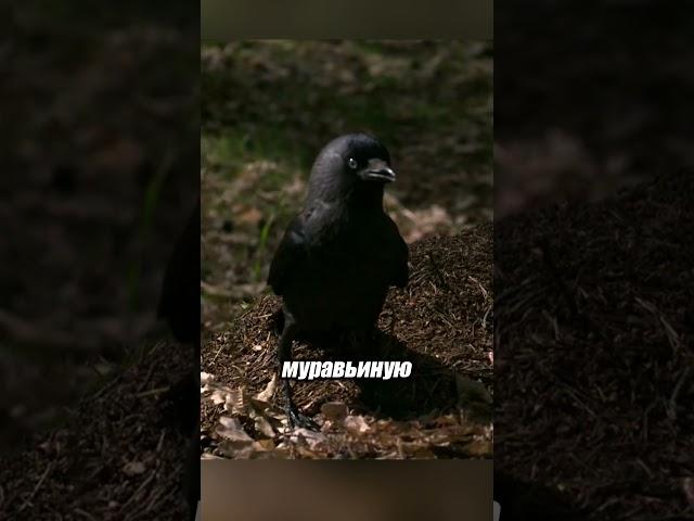 Удивительное поведение птиц: муравьи как медицина! ‍️