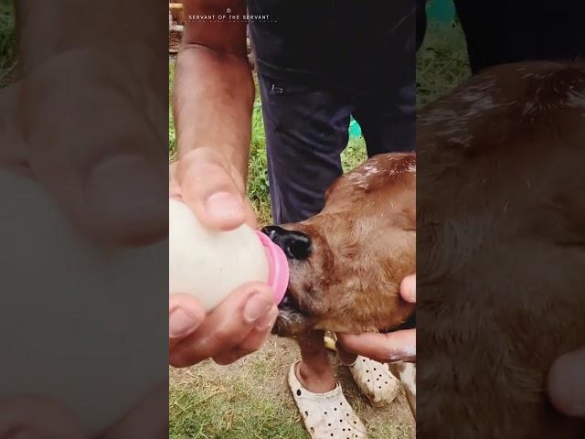 Baby Cow love & Care | Cute and Funny Cow Calf drinking Milk | feeding Calf | Iskcon Goshala