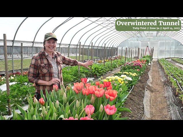 Overwintered Tulips in the Unheated Tunnel