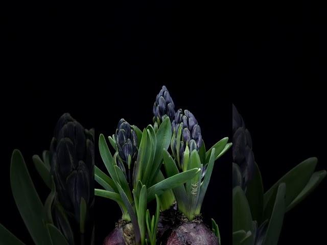 Hyacinth Blooming Time Lapse | #timelapse #germination