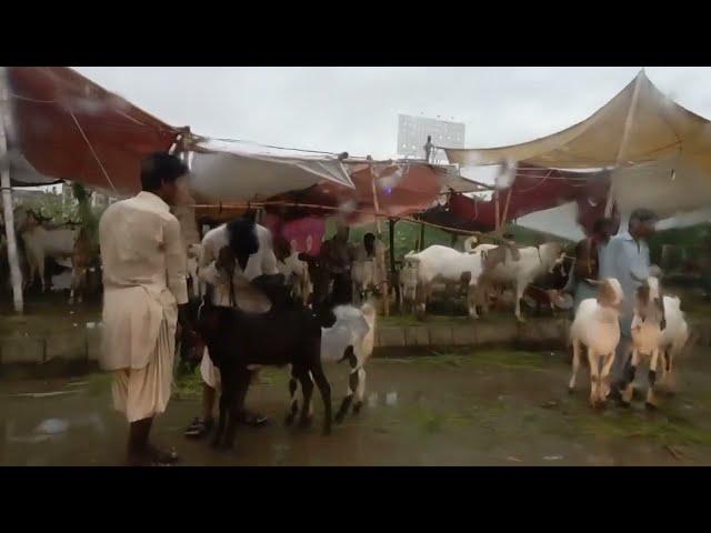 Quick trip to the Mandi on a rainy day in Karachi