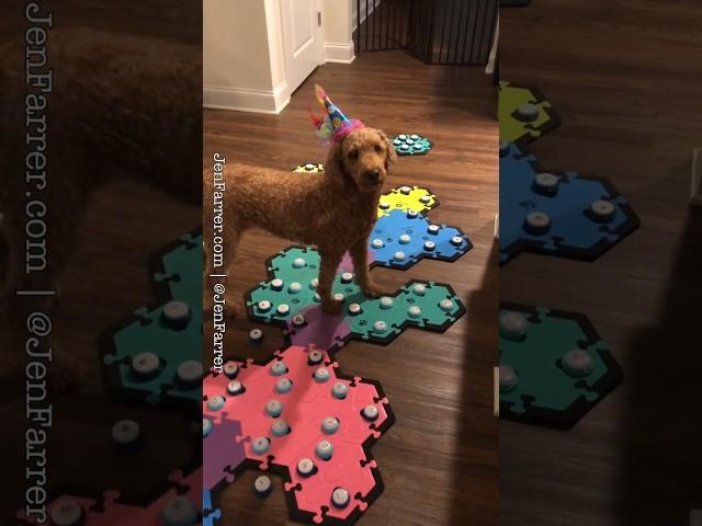 Talking Dog Knows How to Clarify! ￼#aic #dogmomlife #talkingdogbuttons