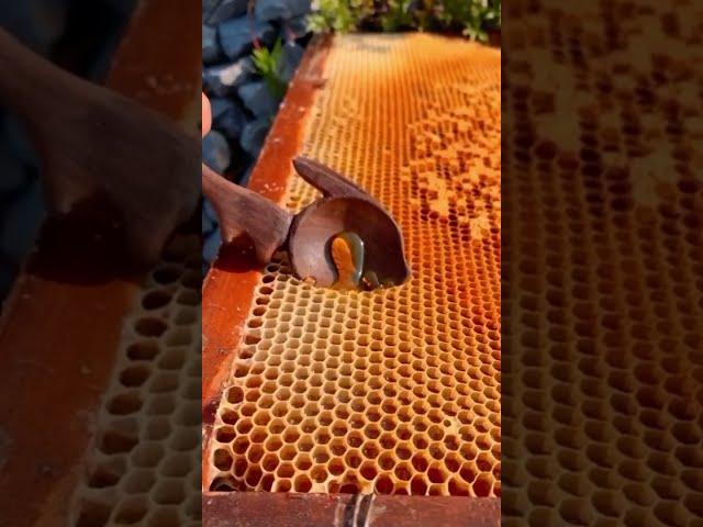 Collecting honey from a hive is oddly satisfying