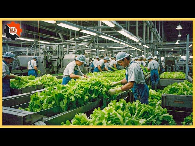 Crunch Time: The Untold Story of Celery Farming - Farming Documentary