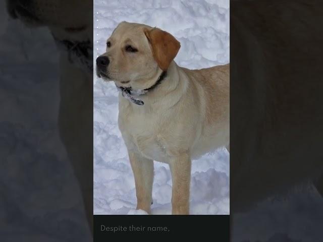 5 Unique Facts About Labradors #shorts