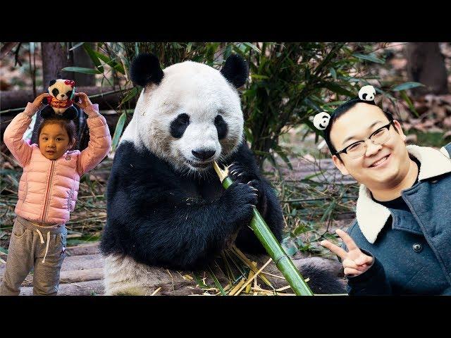 Why China (& You) Love Pandas so Much - Baby Pandas, Panda Mating & Bamboo Munching