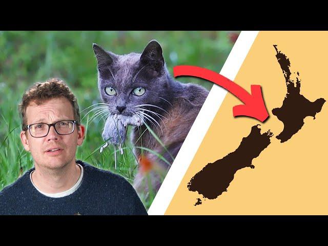 This Island Bird Went Extinct Because Of...Cats