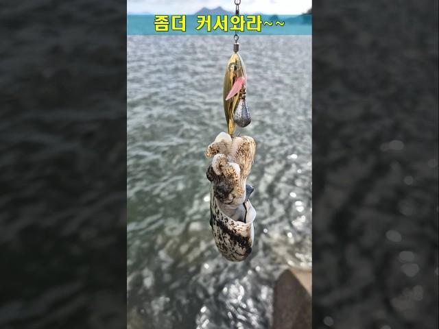 9월말 갑오징어 느나느나!!