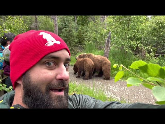 Katmai bear & cubs encounter (708 Amelia), Bear Selfie!!