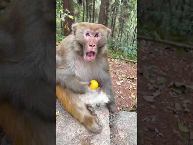 Man Rocked Monkey Shocked  Funny Monkey Video
